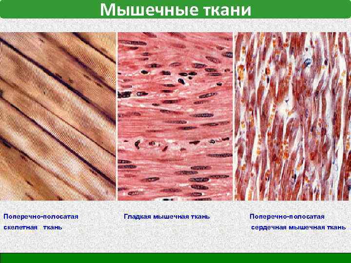 Особенности сердечной ткани гладкой мышечной ткани