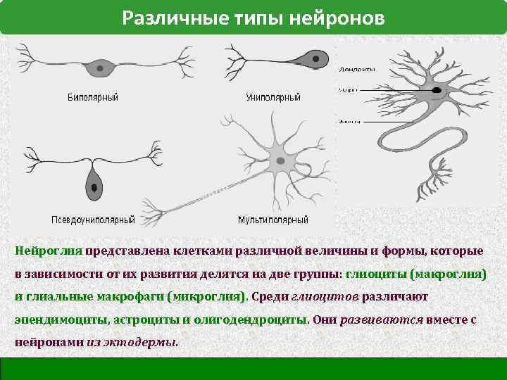 Типы нервных связей