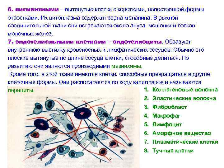 Какими буквами обозначены изображения соединительной ткани