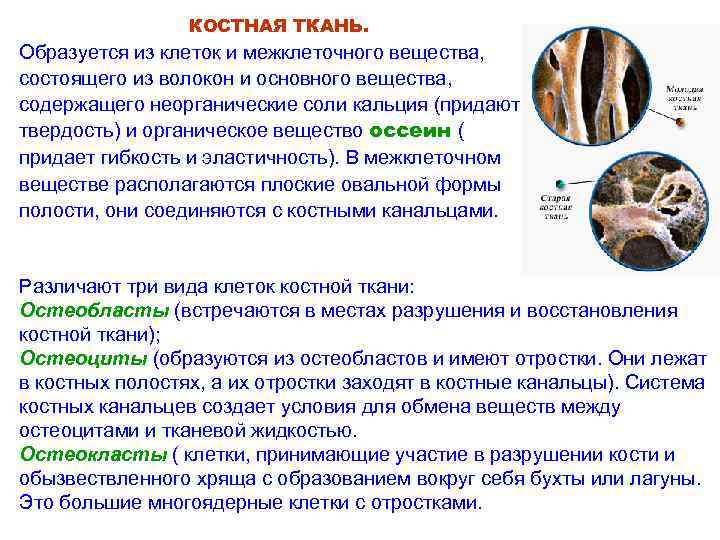 КОСТНАЯ ТКАНЬ. Образуется из клеток и межклеточного вещества, состоящего из волокон и основного вещества,