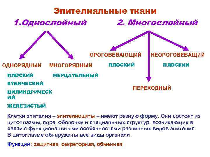 Какими цифрами обозначены изображения соединительной ткани