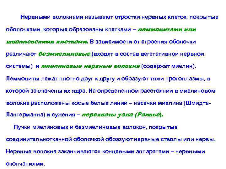 Нервными волокнами называют отростки нервных клеток, покрытые оболочками, которые образованы клетками – леммоцитами или