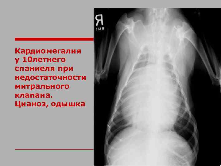 Кардиомегалия у 10 летнего спаниеля при недостаточности митрального клапана. Цианоз, одышка 