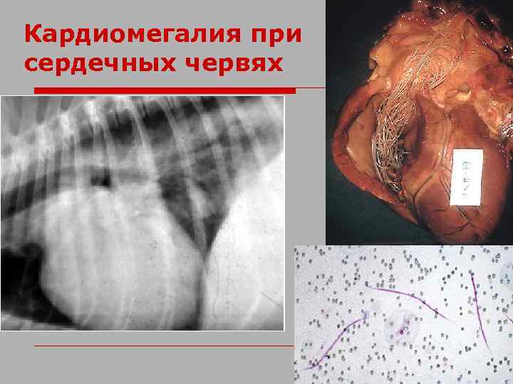 Кардиомегалия при сердечных червях 