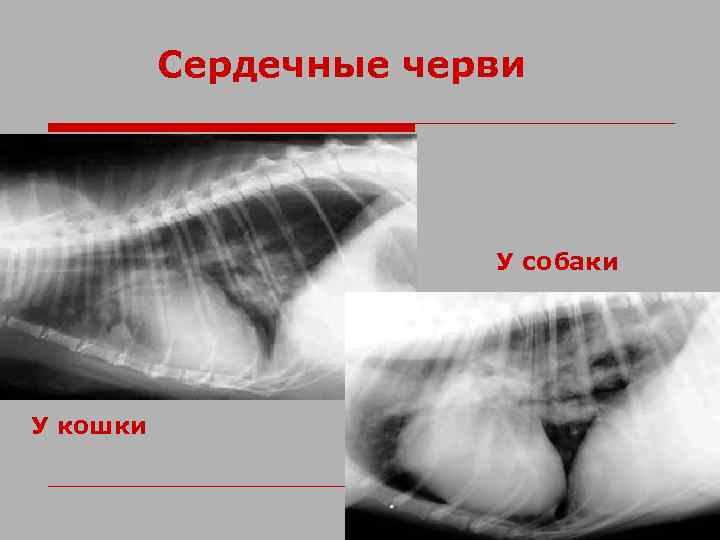 Сердечные черви У собаки У кошки 