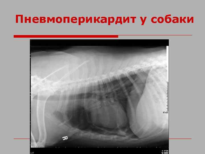 Пневмоперикардит у собаки 