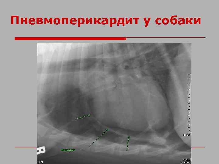 Пневмоперикардит у собаки 