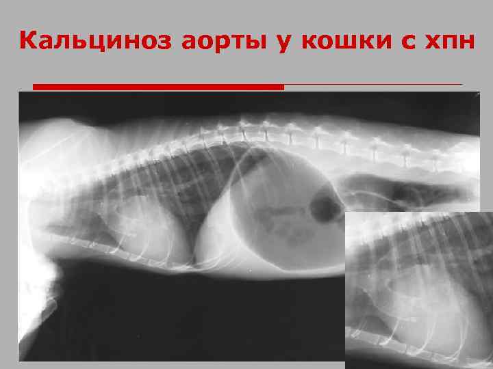 Кальциноз аорты у кошки с хпн 