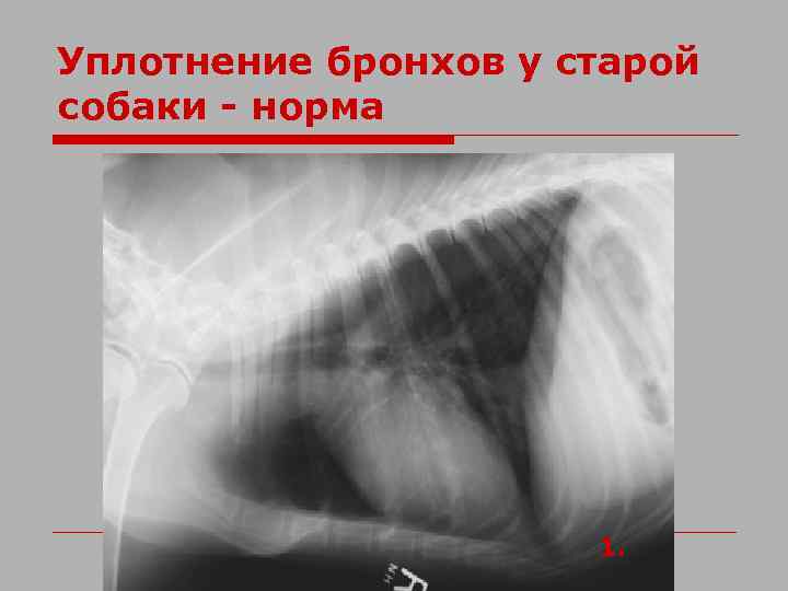 Уплотнение бронхов у старой собаки - норма 1. 