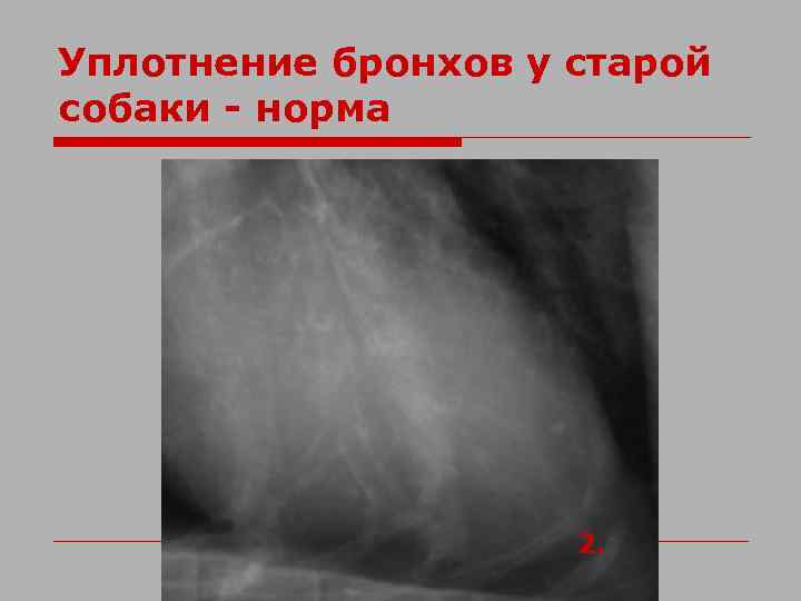 Уплотнение бронхов у старой собаки - норма 2. 