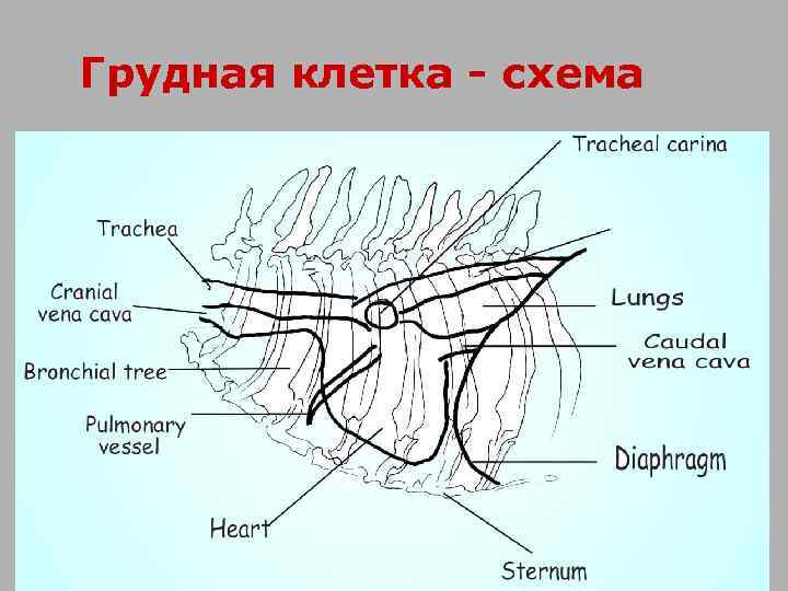 Грудная клетка - схема 