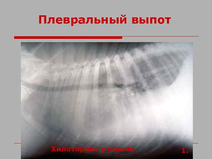 Плевральный выпот Хилоторакс у кошки 1. 