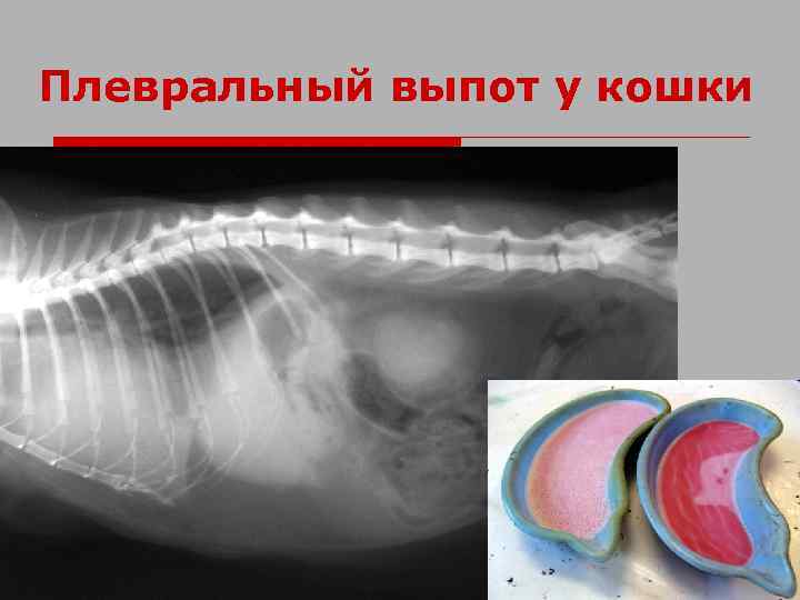 Плевральный выпот. Плевральный выпот у кошек. Плевралтный выпад у кошки. Выпот в плевральной полости у кошек.