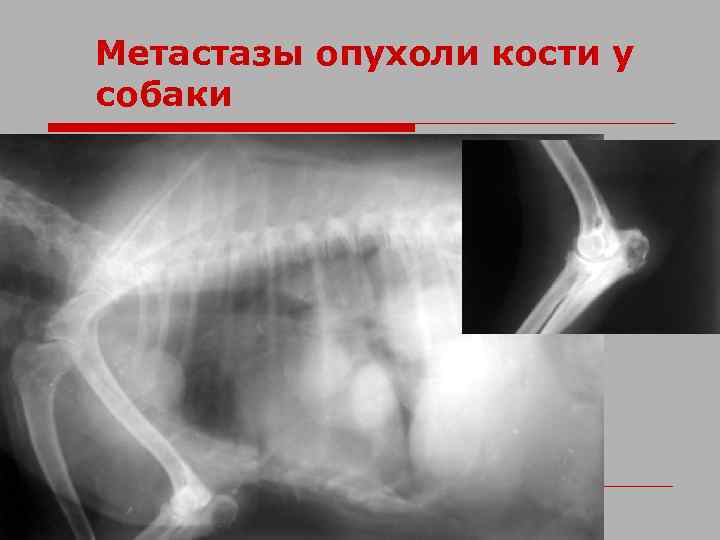 Метастазы опухоли кости у собаки 