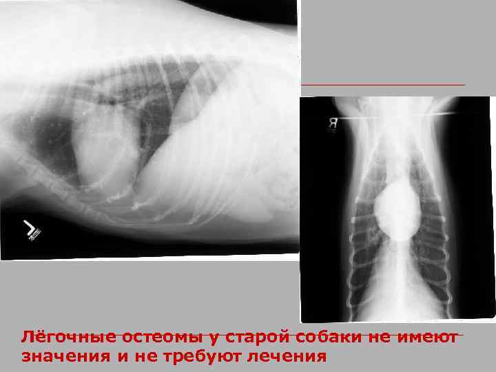 Лёгочные остеомы у старой собаки не имеют значения и не требуют лечения 