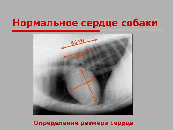 Нормальное сердце собаки Определение размера сердца 