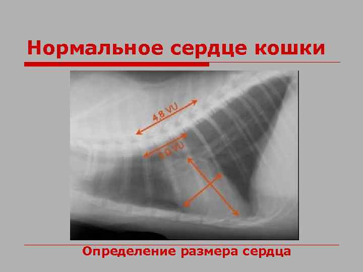 Нормальное сердце кошки Определение размера сердца 