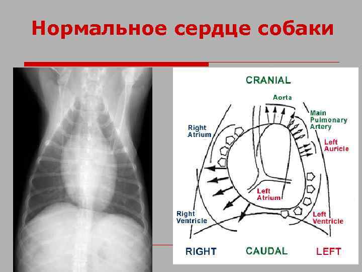 Нормальное сердце собаки 