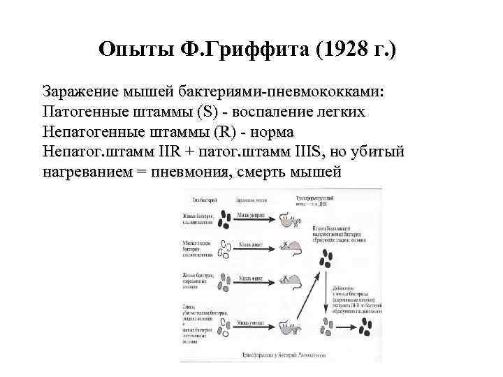 Опыты Ф. Гриффита (1928 г. ) Заражение мышей бактериями-пневмококками: Патогенные штаммы (S) - воспаление