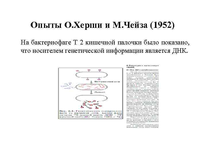 Опыты О. Херши и М. Чейза (1952) На бактериофаге Т 2 кишечной палочки было