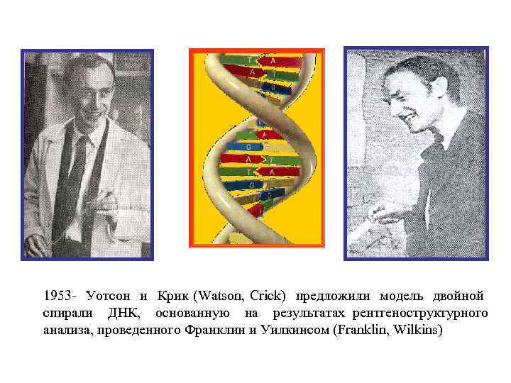 1953 - Уотсон и Крик (Watson, Crick) предложили модель двойной спирали ДНК, основанную на