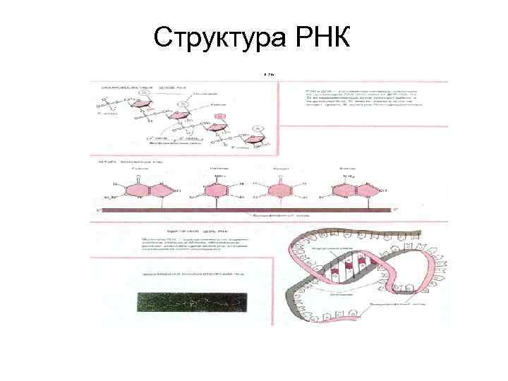 Структура РНК 