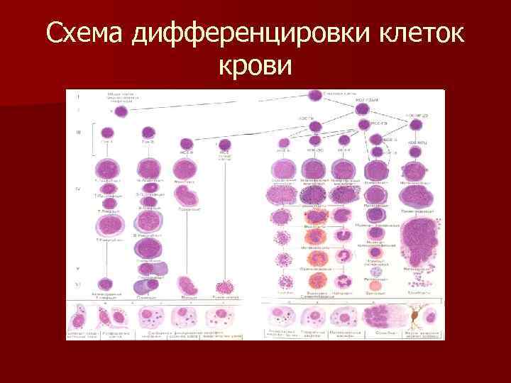 Схема дифференцировки клеток крови. Дифференцировка клеток.