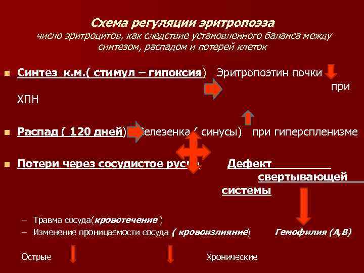 Схема регуляции количества эритроцитов в крови