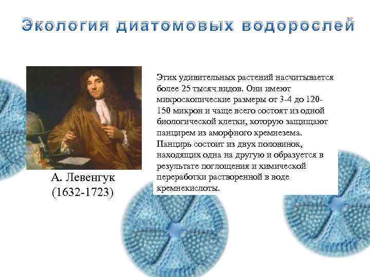 Экология диатомовых водорослей А. Левенгук (1632 -1723) Этих удивительных растений насчитывается более 25 тысяч