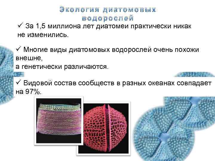 Экология диатомитовых водорослей Экология диатомовых водорослей ü За 1, 5 миллиона лет диатомеи практически