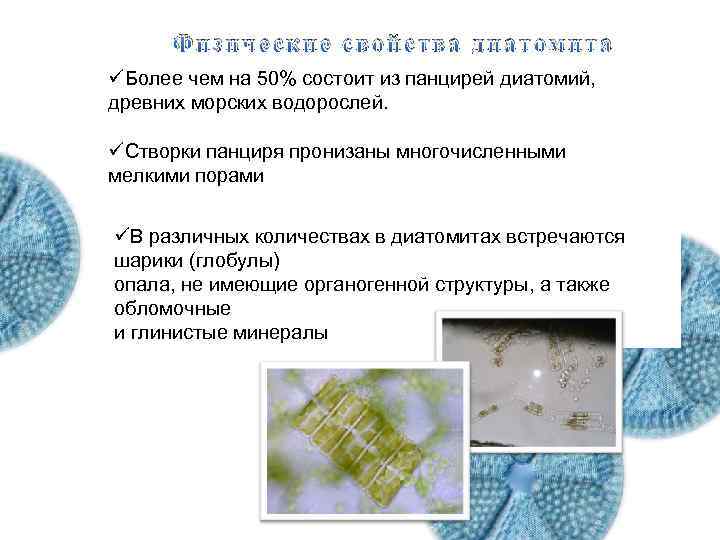 Экология диатомитовых водорослей Физические свойства диатомита üБолее чем на 50% состоит из панцирей диатомий,