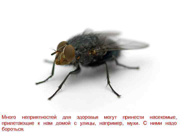 Много неприятностей для здоровья могут принести насекомые, прилетающие к нам домой с улицы, например,