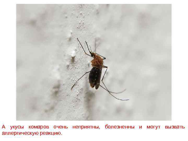 А укусы комаров очень неприятны, болезненны и могут вызвать аллергическую реакцию. 