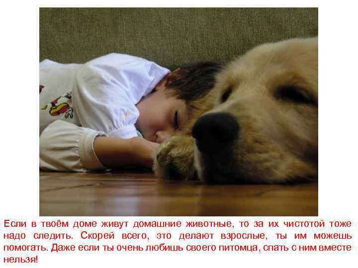 Если в твоём доме живут домашние животные, то за их чистотой тоже надо следить.