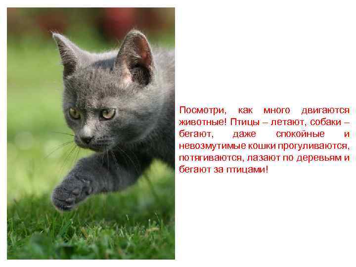 Посмотри, как много двигаются животные! Птицы – летают, собаки – бегают, даже спокойные и