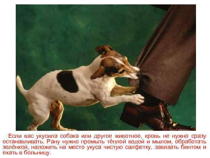 Если вас укусила собака или другое животное, кровь не нужно сразу останавливать. Рану нужно