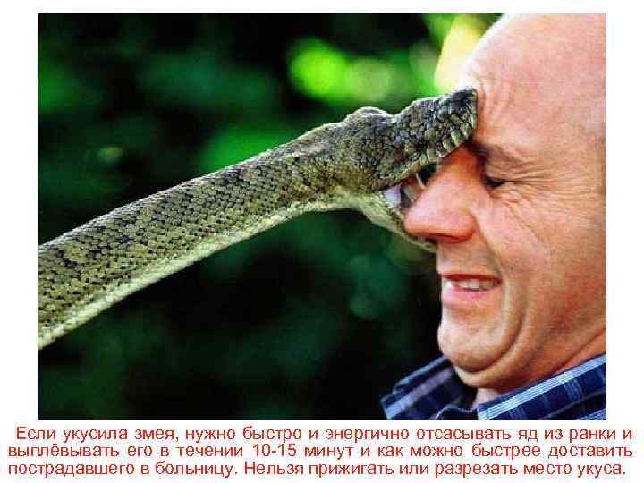 Если укусила змея, нужно быстро и энергично отсасывать яд из ранки и выплёвывать его