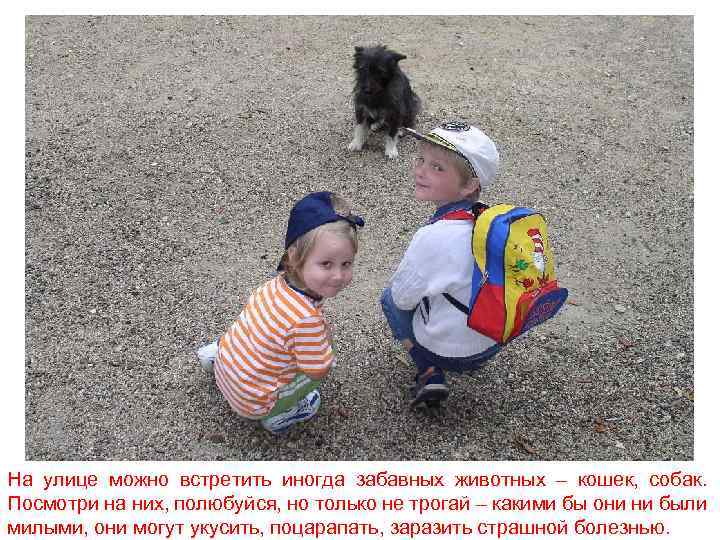 На улице можно встретить иногда забавных животных – кошек, собак. Посмотри на них, полюбуйся,