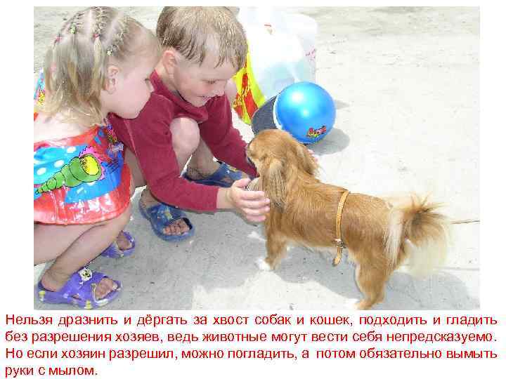 Нельзя дразнить и дёргать за хвост собак и кошек, подходить и гладить без разрешения