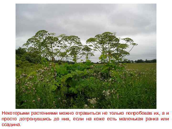 Некоторыми растениями можно отравиться не только попробовав их, а и просто дотронувшись до них,