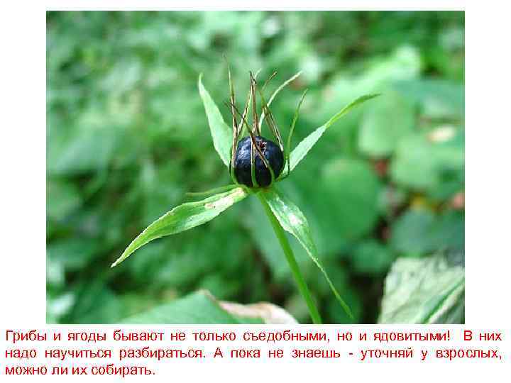 Грибы и ягоды бывают не только съедобными, но и ядовитыми! В них надо научиться