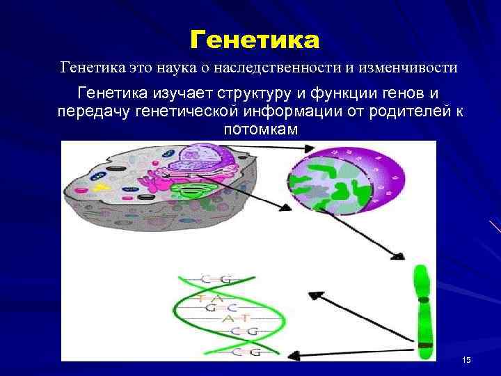 Генетика это наука о наследственности и изменчивости Генетика изучает структуру и функции генов и