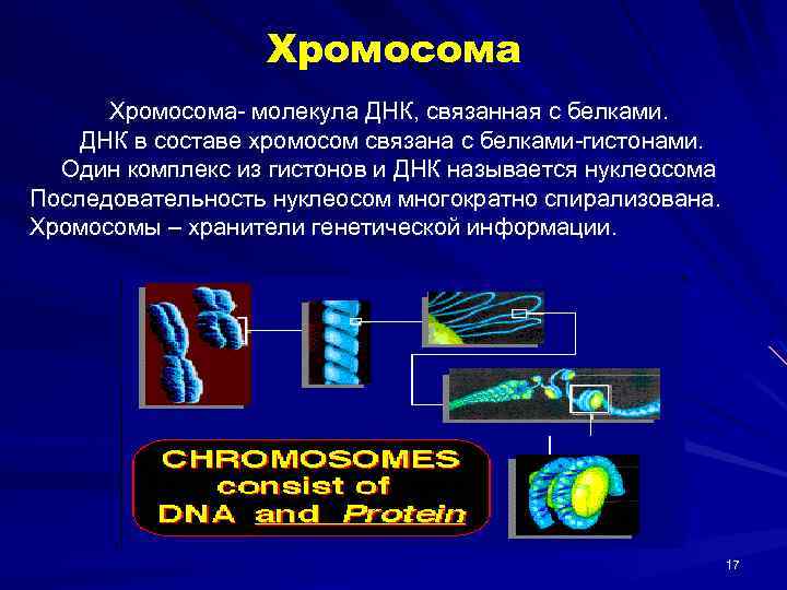 Хромосома- молекула ДНК, связанная с белками. ДНК в составе хромосом связана с белками-гистонами. Один