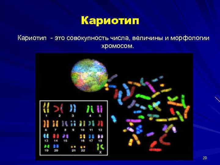 Совокупность хромосом называется. Кариотип это совокупность. Кариотип. Число и морфология хромосом.. Кариотип совокупность числа. В кариотипе самцов всегда есть y-хромосома..