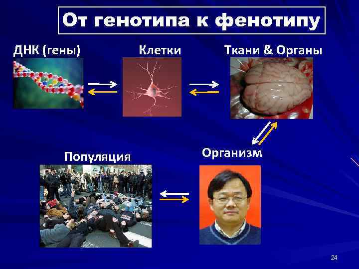 От генотипа к фенотипу ДНК (гены) Популяция Клетки Ткани & Oрганы Организм 24 