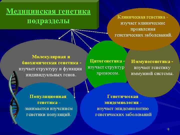 Медицинская генетика подразделы Молекулярная и биохимическая генетика изучает структуру и функции индивидуальных генов. Популяционная