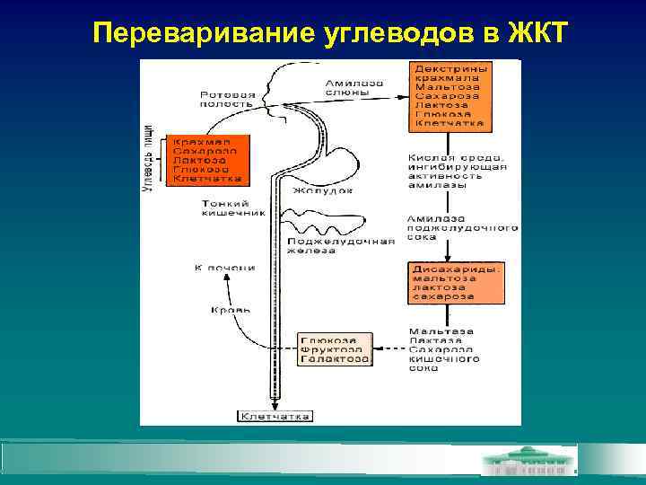 Переваривание углеводов в ЖКТ 