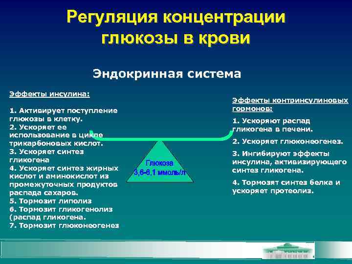 Регуляция концентрации глюкозы в крови Эндокринная система Эффекты инсулина: 1. Активирует поступление глюкозы в