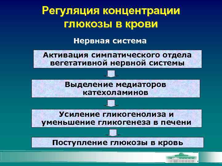 Регуляция концентрации глюкозы в крови Нервная система Активация симпатического отдела вегетативной нервной системы Выделение