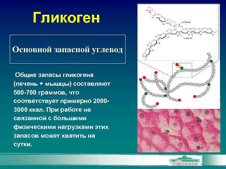 Гликоген Основной запасной углевод Общие запасы гликогена (печень + мышцы) составляют 500 -700 граммов,